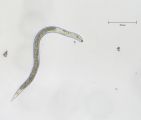 Mikroskopische Aufnahme Nematode © M. Daub/Julius Kühn-Institut